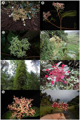 Molecular Phylogeny, Character Evolution, and Biogeography of Hydrangea Section Cornidia, Hydrangeaceae